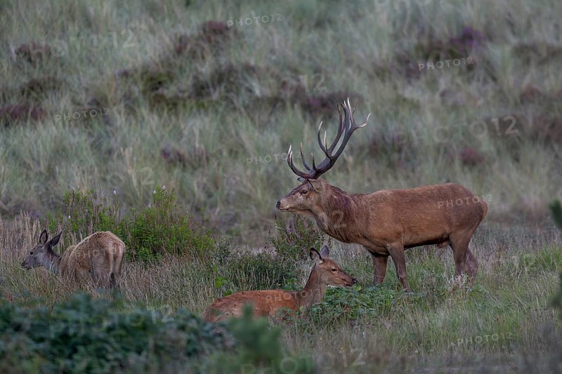 Red deer (Cervus elaphus) standing next to a resting red deer while the calf is grazing nearby, rutting season, Denmark