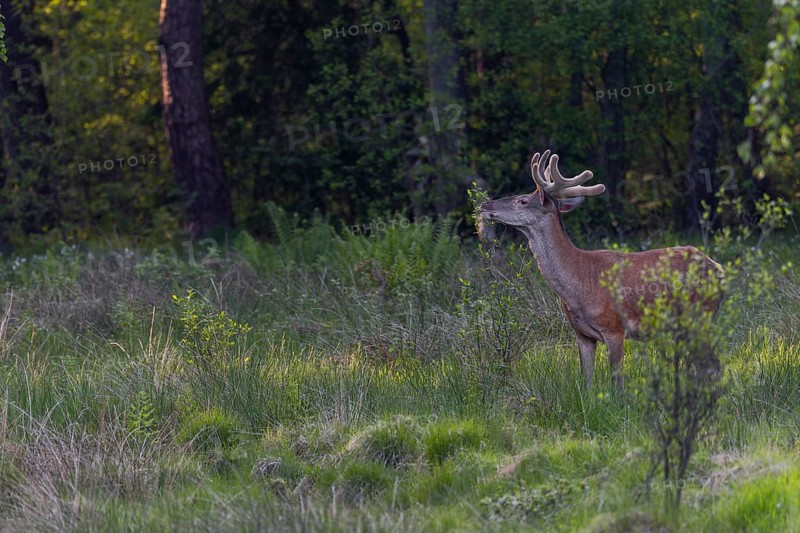 A red deer (Cervus elaphus) in velvet moulting the leaves of the late-flowering bird cherry (Prunus serotina), classified as invasive, velvet antlers, summer coat, Germany