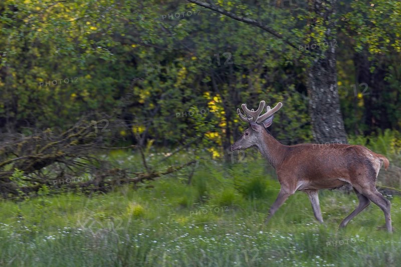 A red deer (Cervus elaphus) in its velvet coat, returning from a forest meadow to the forest after grazing, velvet antlers, summer coat, Germany