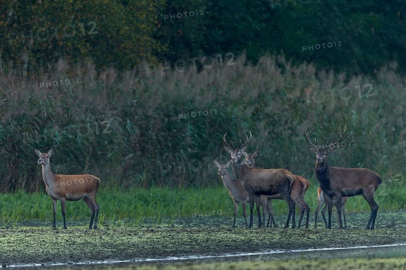 For a brief moment, the small herd of red deer (Cervus elaphus) pauses and secures, rutting season, Germany