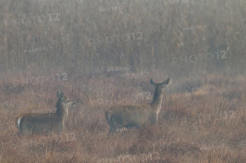 A red deer (Cervus elaphus) with calf walks attentively across a marshy meadow, morning mist, Germany