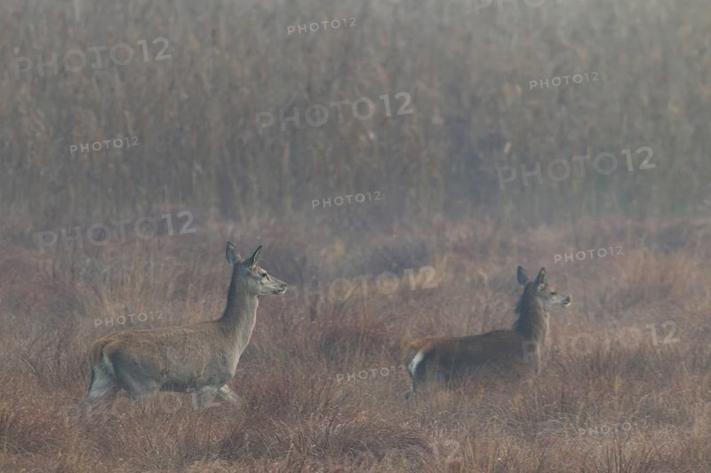 A red deer (Cervus elaphus) with calf walks attentively across a marshy meadow, interestingly the young animal runs ahead, morning mist, Germany