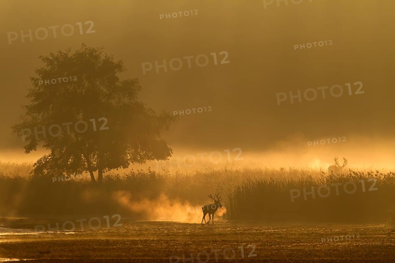 A red deer (Cervus elaphus) moves into the reed belt while another stands on a hill in the morning mist, foggy landscape, morning mist, morning sun, rutting season, Germany