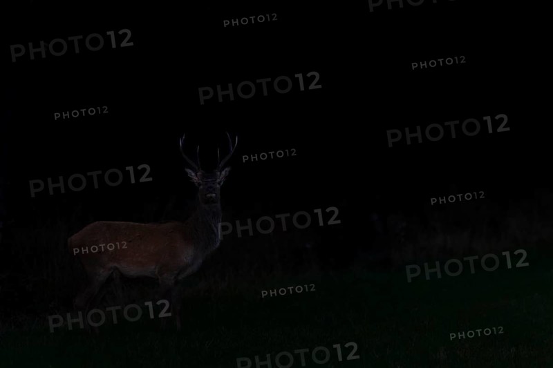 A red deer (Cervus elaphus) moves to a forest meadow in almost complete darkness, night, night shot, rutting season, Denmark
