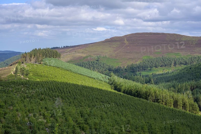 Monocultures of conifers, Wicklow Mountains National Park, Glendalough, Brockagh, County Wicklow, Ireland