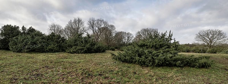 Juniper (Juniperus communis) and English oak (Quercus robur), Meppener Weide, Emsland, Lower Saxony, Germany