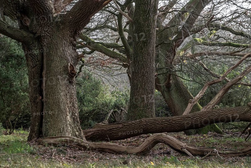 Old hut oaks (Quercus robur) and junipers (Juniperus communis), Meppener Weide, Emsland, Lower Saxony, Germany
