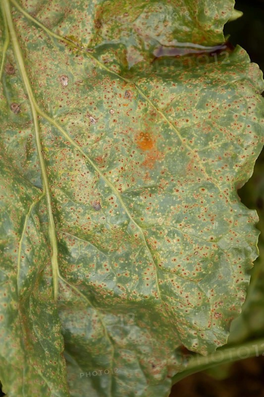 Sugar beet (Beta vulgaris) leaf with Rust (Uromyces betae) fungal plant pathogen disease, England, United Kingdom