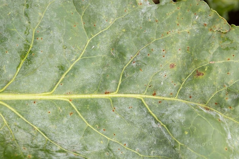 Sugar beet (Beta vulgaris) leaf with Rust (Uromyces betae) and Powdery mildew (fungal plant pathogen disease, England, United Kingdom