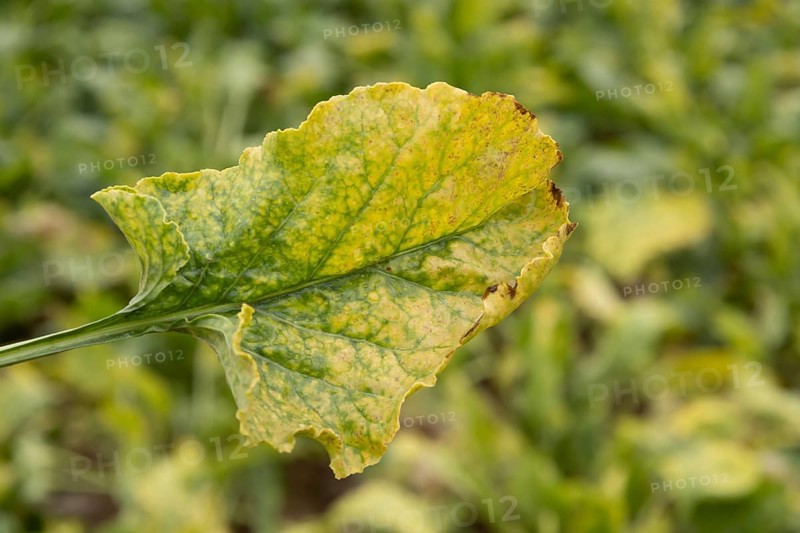 Sugar beet (Beta vulgaris) crop plant leaf in a farm field infected with virus yellows plant pathogen, England, United Kingdom