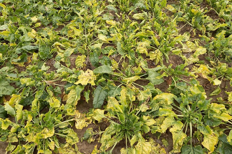 Sugar beet (Beta vulgaris) crop plants in a farm field infected with virus yellows plant pathogen, England, United Kingdom