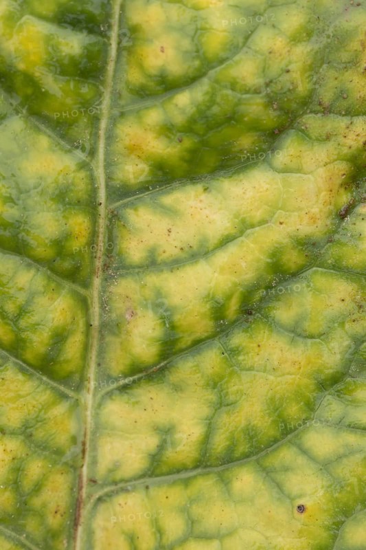 Sugar beet (Beta vulgaris) crop plants in a farm field infected with virus yellows plant pathogen, England, United Kingdom