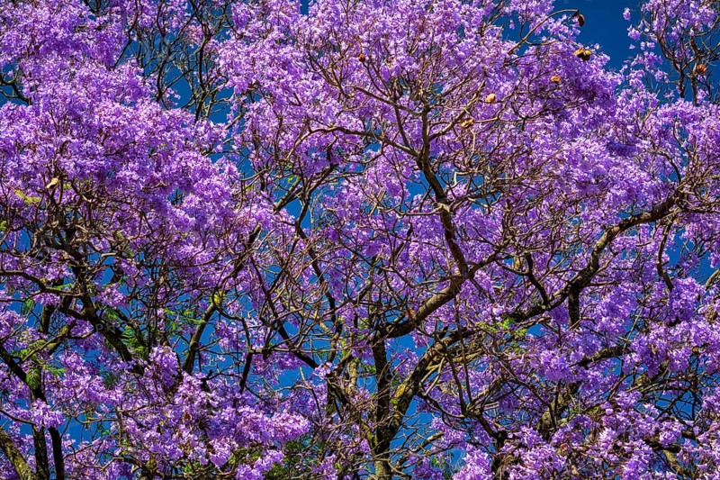 Vibrant Jacaranda Tree in Full Bloom with Purple Flowers Against a Deep Blue Sky