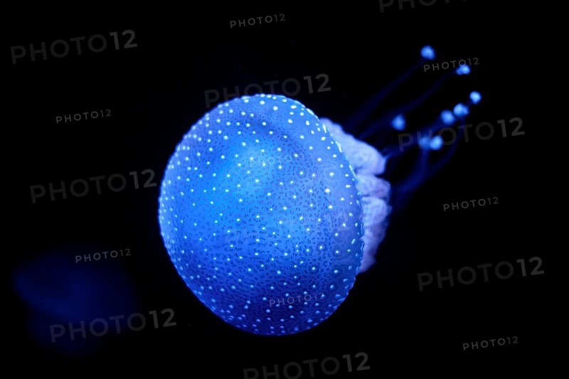 Bioluminescent Jellyfish Phyllorhiza punctata white-spotted jellyfish aka floating bell, Australian spotted jellyfish luminescent underwater