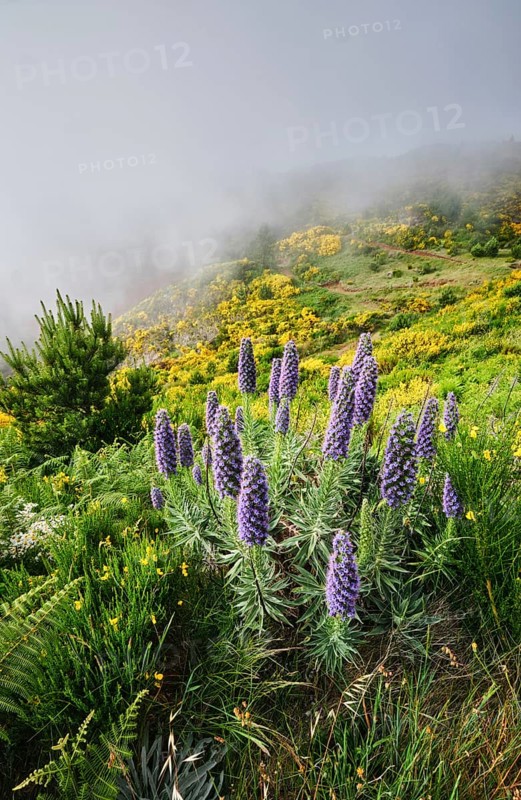 Madeira landscape with Pride of Madeira flowers and blooming Cytisus shrubs and mountains in clouds. Miradouros do Paredao, Madeira island, Portugal