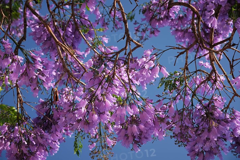 Vibrant jacaranda tree displays stunning purple blooms under a clear blue sky in Lisbon, capturing the essence of springtime in the city