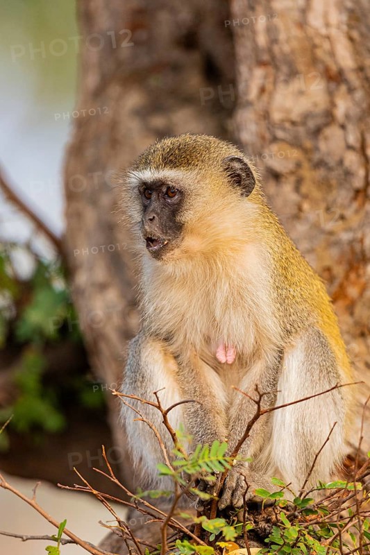 Vervet Monkey (Cercopithecus aethiops) eating some fruit South Luangwa NP Zambia August