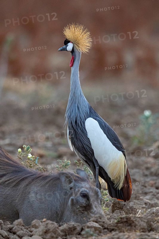 Crowned Crane (Balearica regulorum) and Worthog searching food South Luangwa NP Zambia August