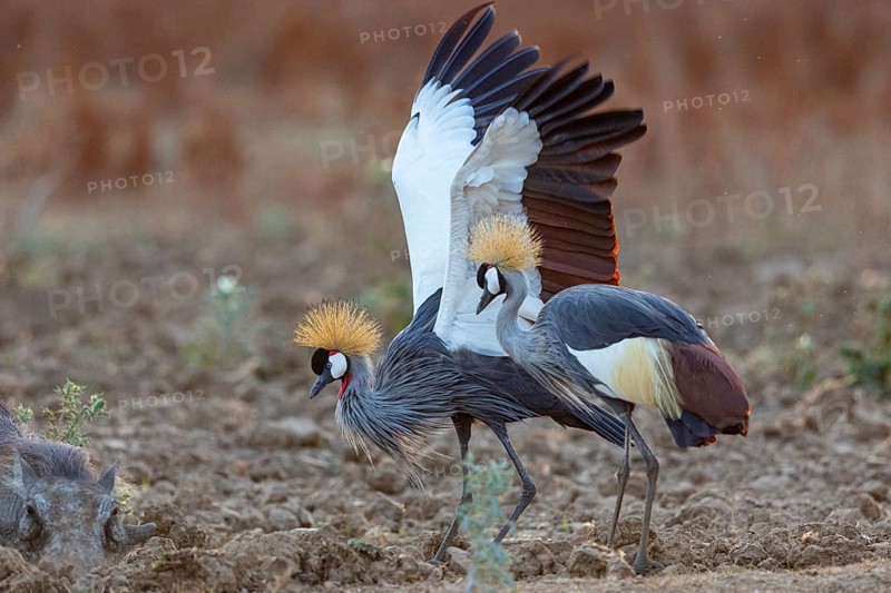 Crowned Crane (Balearica regulorum) and Worthog searching food South Luangwa NP Zambia August