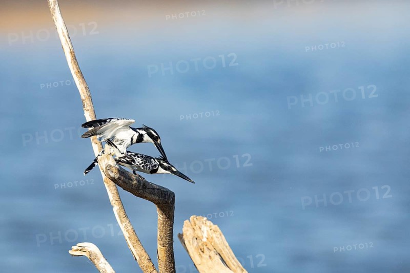 Pied Kingfisher (Ceryle rudis) mating Zambia August