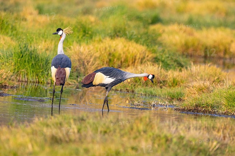 Crowned Crane (Balearica regulorum) courtship behavier South Luangwa NP Zambia August