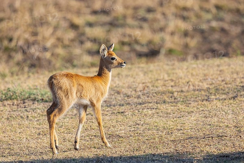 Puku (Kobus vardoni) fawn Zambia August