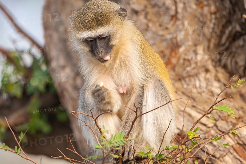 Vervet Monkey (Cercopithecus aethiops) eating some fruit South Luangwa NP Zambia August
