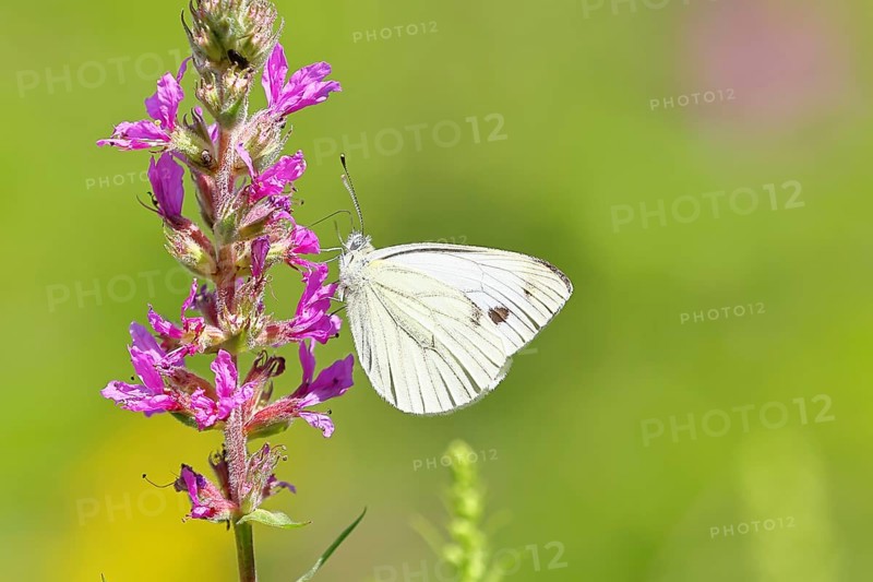 A Cabbage butterfly (Pieris brassicae) sucking nectar on the flower of the purple loosestrife (Lythrum salicaria), in a natural environment in the wild, nice bokeh in the background, Wildlife, Insects, Butterflies, Butterflies, Wilnsdorf, North Rhine-Westphalia, Germany