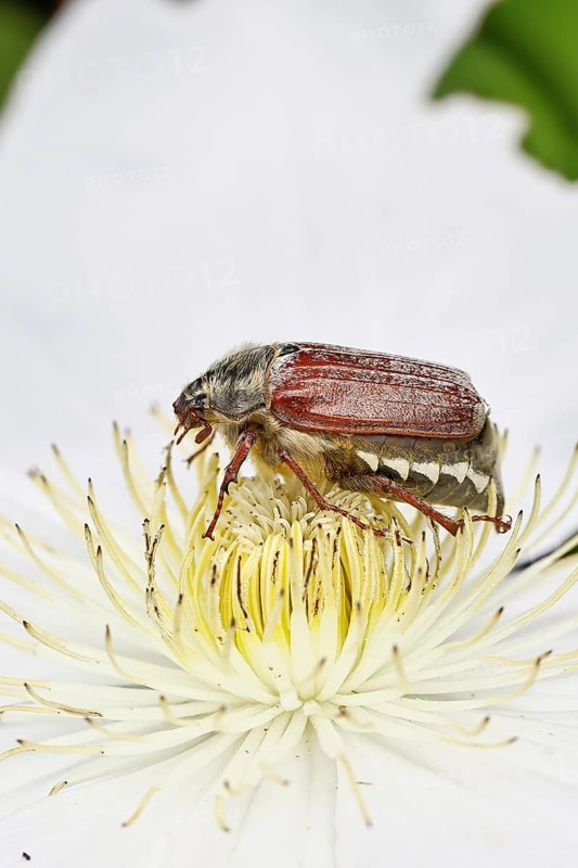 Cockchafer, field cockchafer (Melolontha melolontha), female on a clematis flower, Wilnsdorf, North Rhine-Westphalia, Germany