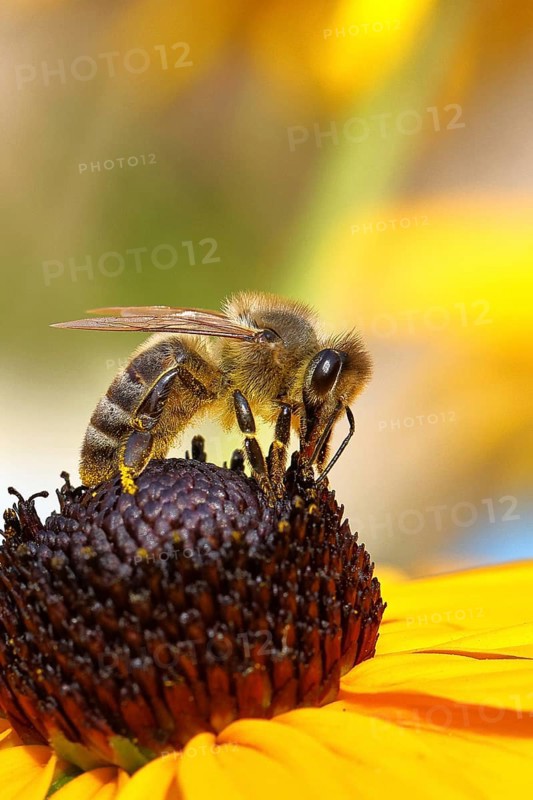 European honey bee (Apis mellifera), collecting nectar from a flower of the yellow coneflower (Echinacea paradoxa), covered with pollen on the body, macro photograph, Wilnsdorf, North Rhine-Westphalia, Germany