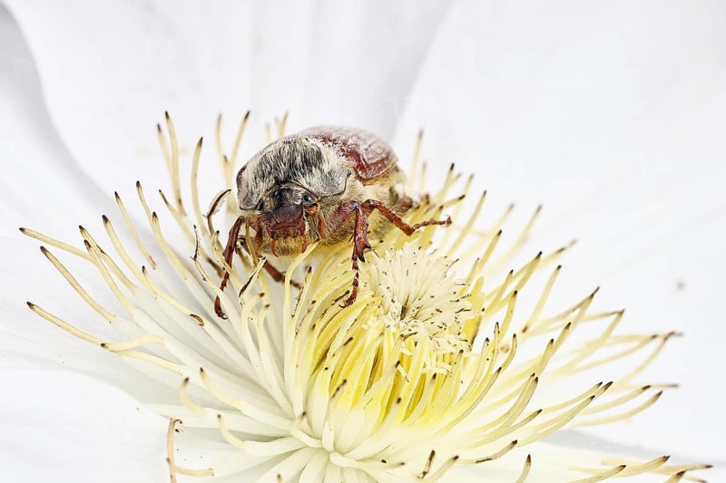 Cockchafer, field cockchafer (Melolontha melolontha), female on a clematis flower, Wilnsdorf, North Rhine-Westphalia, Germany