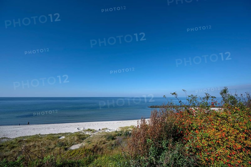 Baltic Sea beach of Ahrenshoop, on the right a rose bush with red rose hips, DarÃŸ, Mecklenburg-Western Pomerania, Germany