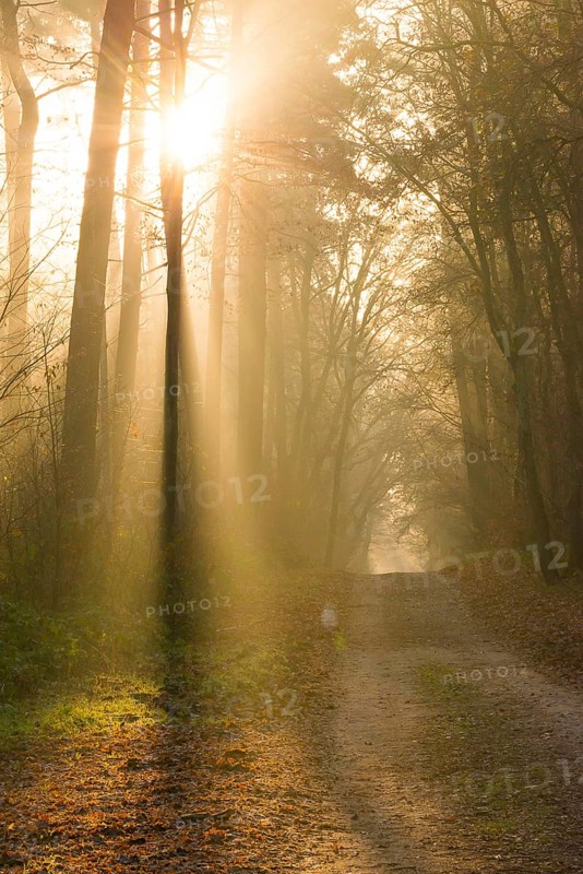 A hilly forest path illuminated by golden sunrays, morning fog, warm light, flooded with light, fascinating rays of light, peaceful, atmosphere, fog, glows, morning haze, morning sun, misty, forest, path, early fog, close-to-nature, mixed forest, shadow play, autumnal, grass, leaves, light spots, light mood, sunlight, morning, haze, natural forest, nature, mood, atmosphere mystical, magical, season, beauty, wonder, beautiful, LÃ¼neburg district, Lower Saxony, Germany