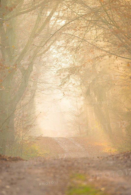 A hilly forest path illuminated by golden sunrays, morning fog, warm, soft light, flooded with light, fascinating, light rays, peaceful, mood, fog, glow, morning sun, misty, forest, path, early fog, close to nature, mixed forest, deciduous forest, shadow play, autumn, grass, leaves, light, lighting mood, sunlight, morning, haze, bright, nature, atmospheric, mystical enchanting, beauty, wonder, beautiful, fairy, lovely, LÃ¼neburg district, Lower Saxony, Germany