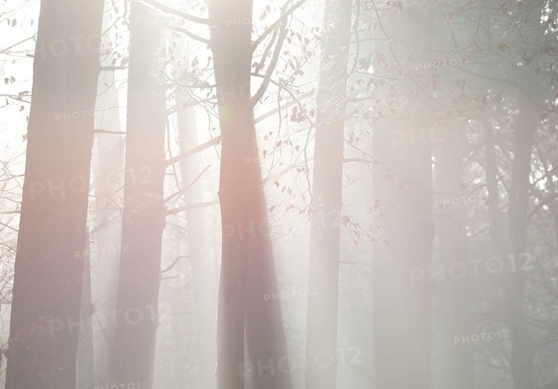 Sun rays penetrate the thickets of a quiet forest, thick fog, tall trees, sunlight, foggy, flooded with light, rays of light and shadows, fascinating, glowing, morning haze, morning sun, morning mood, morning fog, sunrise, sunbeams, mixed forest, deciduous forest, lighting mood, sun, morning, haze, natural forest, nature, atmospheric, mystical, mysterious, beauty, bright, dreamy, dreamy, magical, mysterious, beautiful, bright, dreamy, dreamy dream, lightness, joy, LÃ¼neburg District, Lower Saxony, Germany
