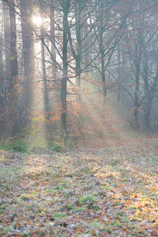 Rays of light fall through trees in the mist onto the forest floor, copper beeches with remnants of autumn-coloured foliage, misty forest, copper beech (Fagus sylvatica), copper beech, natural forest, nature, undergrowth, meadow, colourful, autumn leaves, mystical, enchanting, atmospheric, foggy, misty, haze, dense fog, pastel, pastel colours, light mood, pastel shades, sun, sunlight, sunbeams, morning, warm light, autumn morning, November, season, beauty, magic, district of LÃ¼neburg, Lower Saxony, Germany