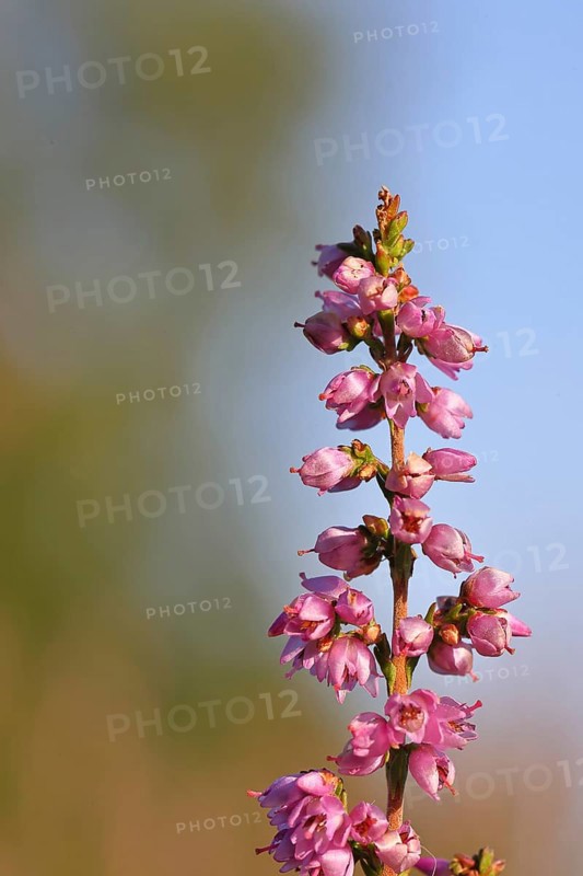 Flowering heather (Calluna vulgaris), heather, Trupacher Heide nature reserve, Siegen, North Rhine-Westphalia, Germany