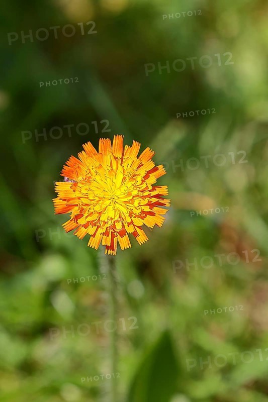 Orange hawkweed, orange-red hawkweed (Hieracium aurantiacum), flower on a rough meadow, Wilnsdorf, North Rhine-Westphalia, Germany