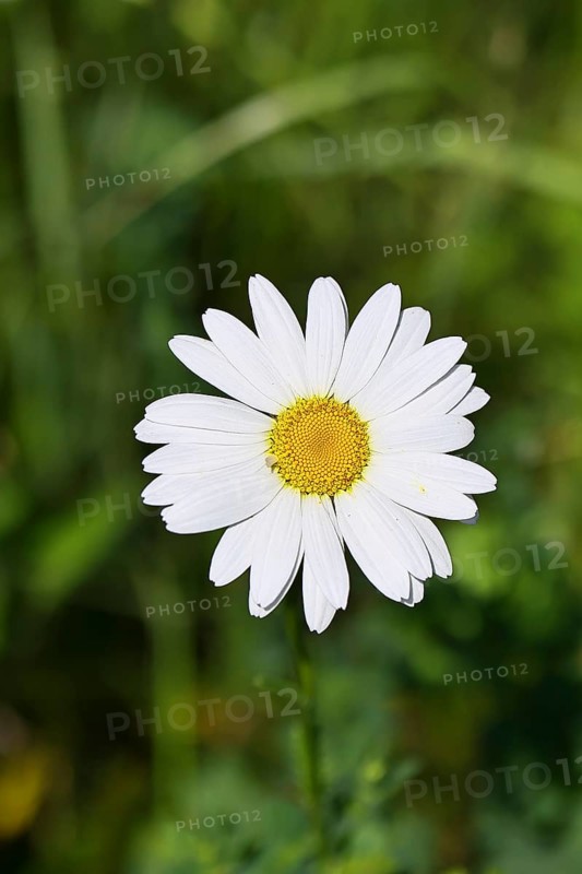 Daisy (Leucanthemum vulgare), flower in a meadow, close-up, macro, Wilnsdorf, North Rhine-Westphalia, Germany