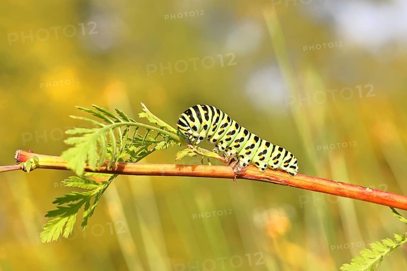 Swallowtail caterpillar (Papilio machaon), caterpillar sitting on Wild carrot (Daucus carota), Trupbacher Heide nature reserve with heathland and nutrient-poor grassland, former military training area, Siegerland, North Rhine-Westphalia, Germany