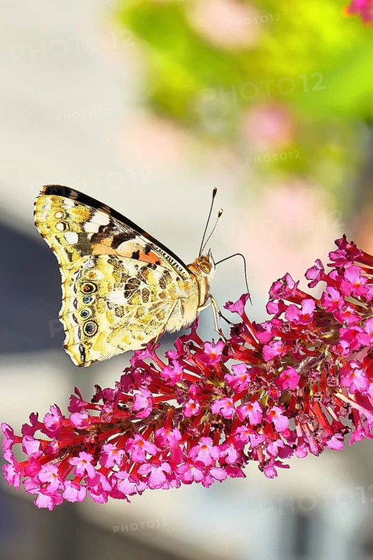 Thistle butterfly (Vanessa cardui) on a flower of the butterfly bush (Buddleja davidii), butterfly bush, in a natural environment in the wild, underside of wings, wildlife, insects, butterflies, butterflies, Wilnsdorf, North Rhine-Westphalia, Germany