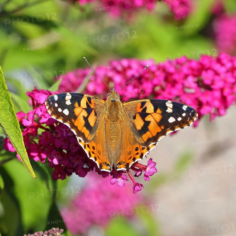 Thistle butterfly (Vanessa cardui) on a flower of the butterfly bush (Buddleja davidii), in a natural environment in the wild, Wildlife, Insects, Butterflies, Butterflies, Wilnsdorf, North Rhine-Westphalia, Germany