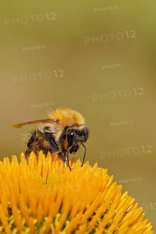 Field bumblebee (Bombus pascuorum), collecting nectar on a purple coneflower (Echinacea purpurea), close-up, Wilnsdorf, North Rhine-Westphalia, Germany