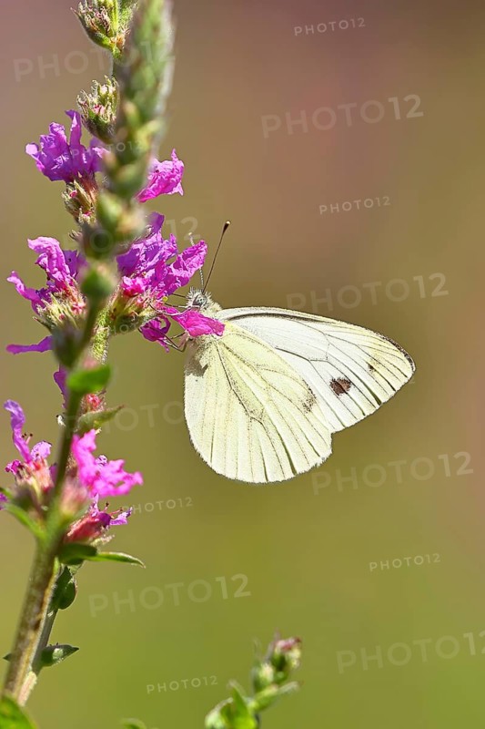A Cabbage butterfly (Pieris brassicae) sucking nectar on the flower of the purple loosestrife (Lythrum salicaria), in a natural environment in the wild, nice bokeh in the background, Wildlife, Insects, Butterflies, Butterflies, Wilnsdorf, North Rhine-Westphalia, Germany