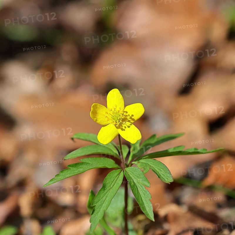 Yellow Anemone, Anemone ranunculoides, Yellow Wood Anemone, Anemone ranunculoides, in a beech forest, Wilnsdorf, North Rhine-Westphalia, Germany