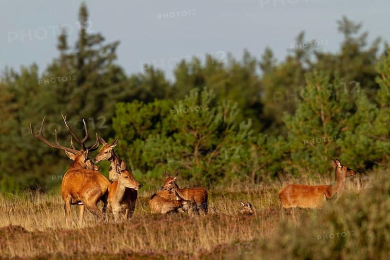 The red deer mounts another female in front of the red deer (Cervus elaphus) to signal that she is ready to mate, mating season, reproduction, Denmark