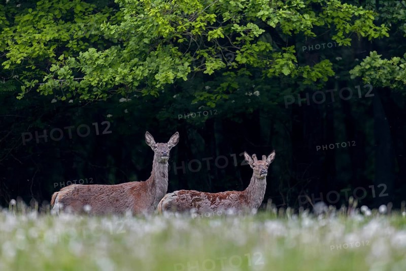 Red deer (Cervus elaphus) with one-year-old stag on a forest meadow, the physically much weaker male has a clear skull deformation, perhaps he was the victim of a road accident, road casualty, deformity, Germany