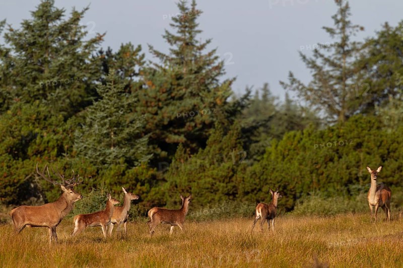 Red deer (Cervus elaphus) with red deer and stag calves during the rut in a clearing, in quiet areas with low hunting pressure, the animals can be observed all day in such areas, Denmark
