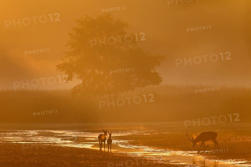 The beginning of a fantastic rutting morning, when a red deer (Cervus elaphus) with red deer and calf appear on the stage in the most beautiful morning light, rutting season, Germany
