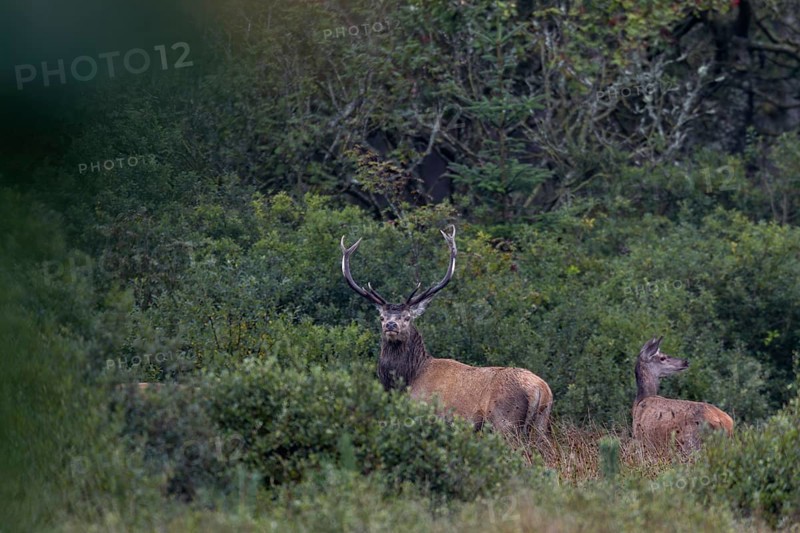 A red deer (Cervus elaphus) stands with its herd at the edge of a swamp, red deer herd, rutting season, Denmark